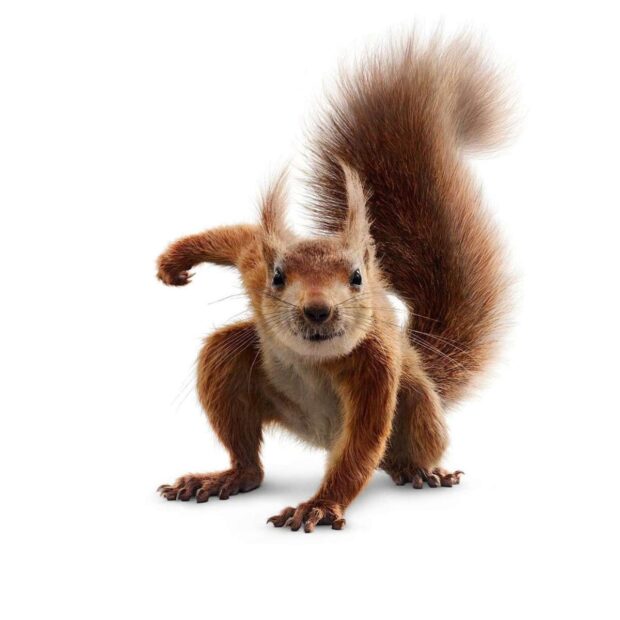 Flora & Ulysses (2021) Review