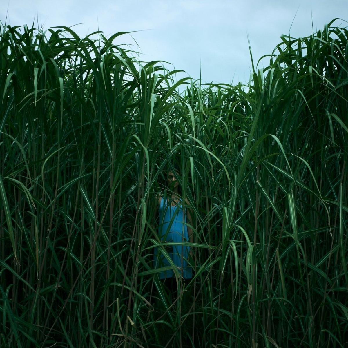 in the tall grass review